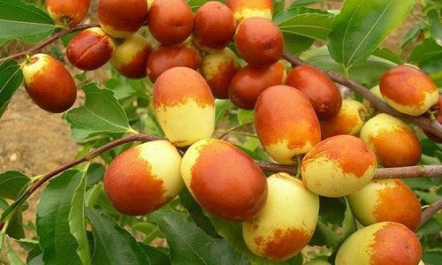 Táo tàu Trung Quốc khi chín sẽ rất khó bảo quản, hay dập nát. Ảnh: FB Tăng Ngọc Bích.