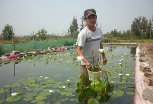 Tương tự, anh Trần Dũng Quốc (phường Hòa Cường Nam, quận Hải Châu, Đà Nẵng) cũng đầu tư 12 hồ trồng hoa súng, mỗi tháng bỏ túi 10 triệu đồng. Ảnh: Dân Việt.