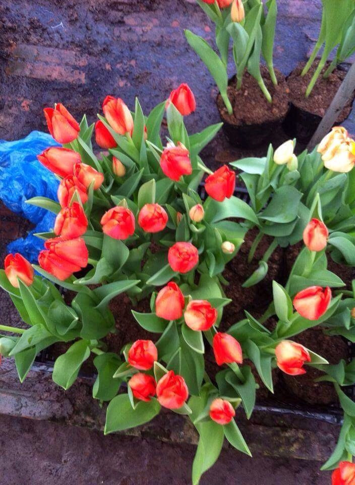Đồng tiền, hoa cúc, thược dược, hoa cẩm chướng, phăng, tulip…là những loại hoa tươi lâu được ưa chuộng trong dịp Tết Nguyên đán.