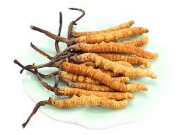 Đáng chú ý, đông trùng hạ thảo Tây Tạng có giá từ 1,2 – 1,6 tỷ đồng/kg khô vẫn được nhiều người Việt tìm mua để tặng người thân, hay đối tác. Video: Gà trống mạ vàng. Nguồn: Youtube.