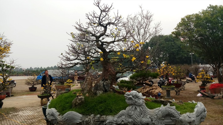 Tại Trung tâm triển lãm Thanh Hóa (phường Đông Hải, TP. Thanh Hóa) những ngày giáp Tết Canh Tý 2020, nhiều cây mai khủng được thương lái gom về bán. Ảnh: Lao động.