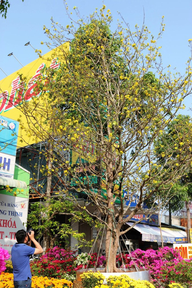 Chợ hoa tết Cần Thơ năm nay xuất hiện cây mai trăm tuổi với giá bán 2,4 tỷ đồng. Cây cao 9m, tán rộng 6m và đường kính góc to hơn 1m. Ảnh: Tiền phong.
