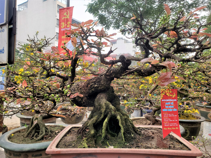Tại chợ hoa xuân trên khu phố bích họa đường Phùng Hưng (Hoàn Kiếm, Hà Nội), cây hoàng mai thơm của anh Tuấn Anh trở thành một trong những cây cảnh đắt nhất đợt Tết năm nay, khi được đề giá bán lên tới 4 tỷ đồng. Ảnh: Baodansinh.