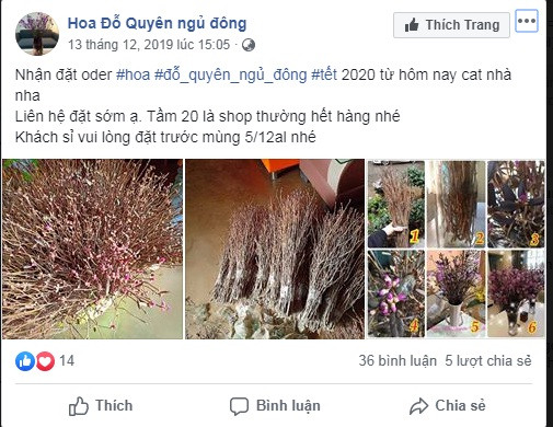 Những ngày gần Tết Nguyên đán, hoa đỗ quyên ngủ đông được nhiều người rao bán trên mạng xã hội.