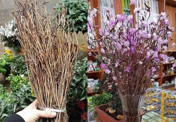 Tuy nhiên sau một thời gian gây sốt, có ý kiến cho rằng hoa "đỗ quyên khô" chứa độc tố gây nguy hiểm. Tin đồn này lan rộng nhanh chóng, khiến nhiều người lo lắng. Sau đó, loài hoa này cũng gần như biến mất trên thị trường.