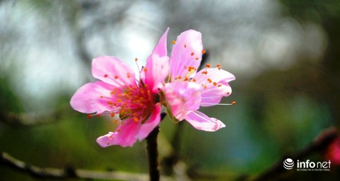 Toàn xã có hàng trăm hộ dân trồng đào lâu năm với diện tích 25ha. “Đào phai Kim Thành” thường là loại đào có độ tuổi ít nhưng lại rất xum xuê nhiều hoa và có mùi hương đặc biệt. Ảnh: Infonet.