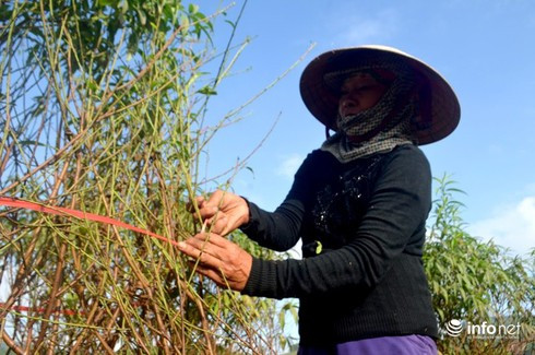 Từ khoảng giữa tháng 12/2019, nhiều vườn đào ở Kim Thành (Nghệ An) đã được người dân tuốt lá, tỉa cành xong xuôi. Ảnh: Infonet.