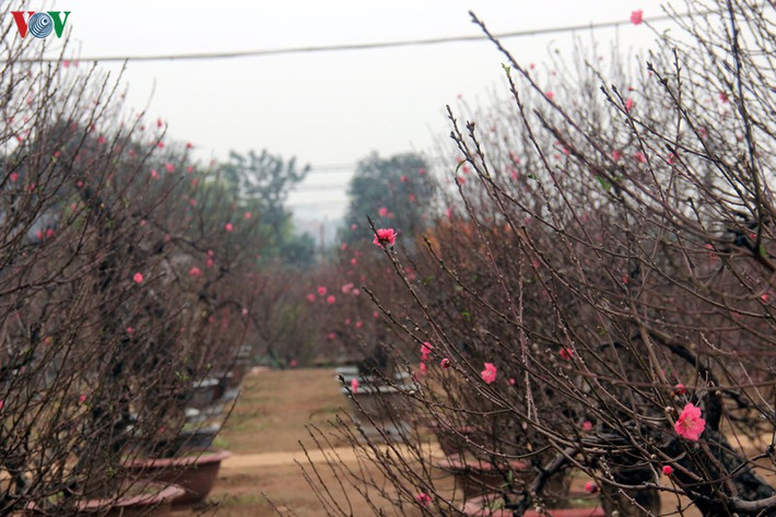 Từ bao đời nay, mỗi khi nói đào là người ta nghĩ ngay đến làng trồng đào Nhật Tân nức tiếng đất kinh kỳ. Nhờ thổ nhưỡng nằm ven sông Hồng, lại kế bên Tây hồ lộng gió, nên đào Nhật Tân có sắc thắm hơn cả. Ảnh: VOV.