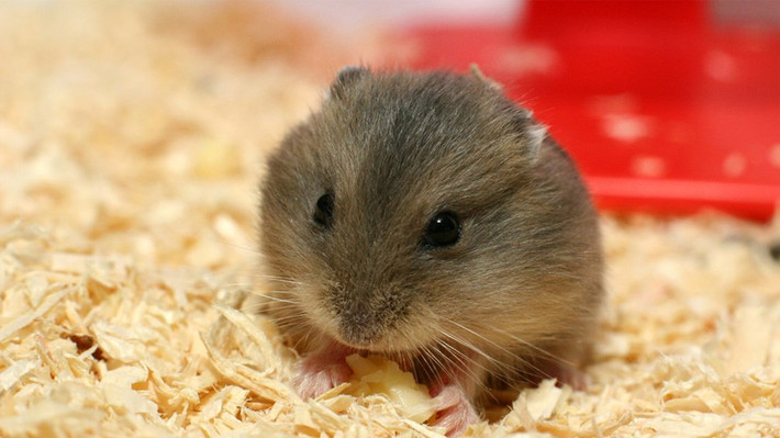 Theo một số chủ cửa hàng bán chuột hamster ở Hà Nội, càng giáp Tết lượng khách mua chuột cảnh tăng gấp 2-3 lần so với ngày thường. Ảnh: Internet.