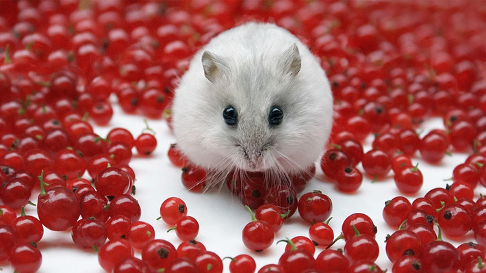 Trong khi đó, chị Thái (Thanh Trì, Hà Nội) chọn Hamster làm thú cưng dịp Tết 2020 là bởi năm con chuột. Chị muốn nuôi thứ gì hợp phong thủy. Ảnh: Internet.