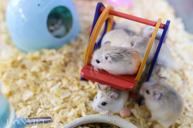 Những ngày gần Tết Nguyên đán Canh Tý 2020, nhu cầu sở hữu chuột hamster ngày càng tăng cao. Bởi, mọi người đều tin rằng năm Canh Tý mà nuôi chuột trong nhà sẽ mang lại nhiều may mắn. Ảnh: Dân Việt.