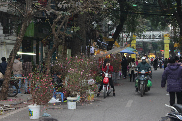 Chợ hoa Tết Hàng Lược chỉ họp một phiên duy nhất trong năm, bắt đầu từ 23 tháng Chạp tới tối ngày 30.