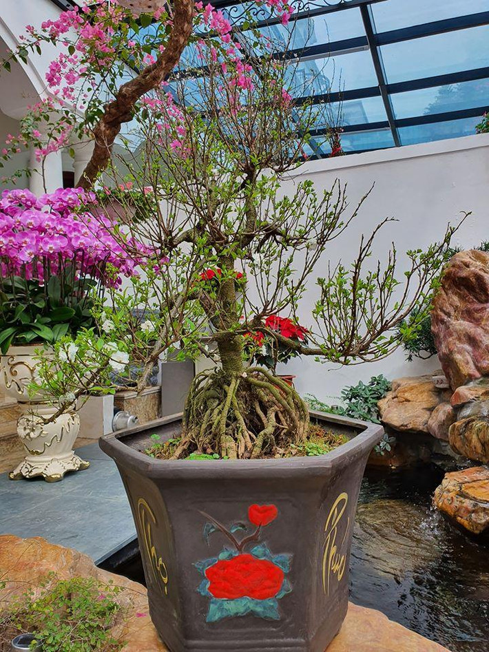 Trong khu vườn nhà Tuấn Hưng có nhiều cây cảnh đẹp và đắt tiền. Trong số đó, đáng chú ý nhất chính là cây mai mà nam ca sĩ được bố vợ tặng kèm lời chúc "năm nay làm ăn tốt hơn năm ngoái".