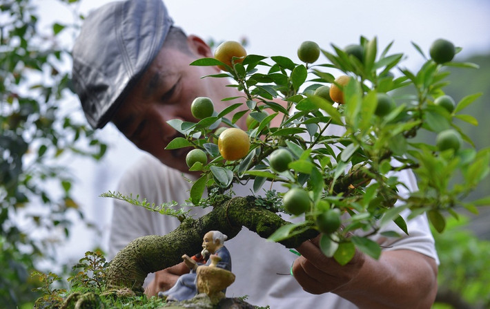 Chỉ còn hơn nửa tháng nữa là đến Tết Nguyên đán Canh Tý 2020, nhà vườn Trương Ngọc Xuân (Bắc Từ Liêm, Hà Nội) đang gấp rút tung ra thị trường những loại quất cảnh mới phục vụ khách hàng. Đáng chú ý là quất thăng tiến vô cùng độc đáo. Ảnh: Zing.