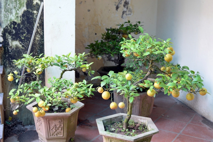 Giá chanh vàng bonsai không phụ thuộc vào kích cỡ mà phụ thuộc vào thế của cây. Ảnh: Tintucvietnam.