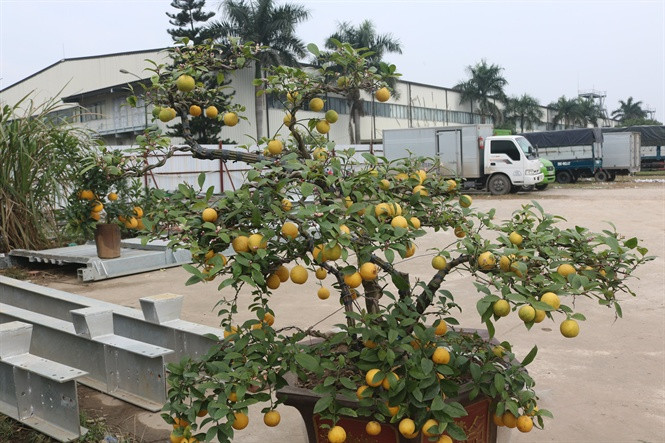 Ngoài ra, chanh vàng bonsai cũng được nhiều khách hàng lựa chọn trong dịp Tết. Ảnh: Nongnghiep.