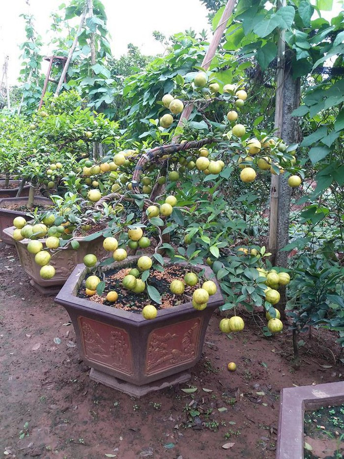Quả và hoa chanh vàng tứ quý có có mùi thơm rất đặc trưng. Vì vậy, nếu để trong nhà thì cây sẽ tỏa ra hương thơm dễ chịu. Ảnh: Chanh vàng bonsai.