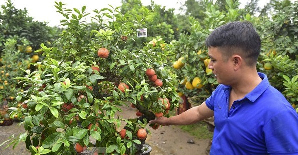 Chanh đào được ghép trên cây cần thăng lâu năm. Được biết, người trồng phải chăm sóc khoảng 3 năm mới cho ra cây phục vụ người dân chơi Tết. Ảnh: Tiền phong.
