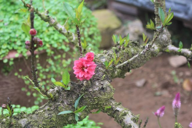 Vài năm gần đây, đào thất thốn nổi lên như một loại cây cảnh đẳng cấp dành riêng cho dân mê đào trong dịp Tết Nguyên đán. Ảnh: Vietnamnet.