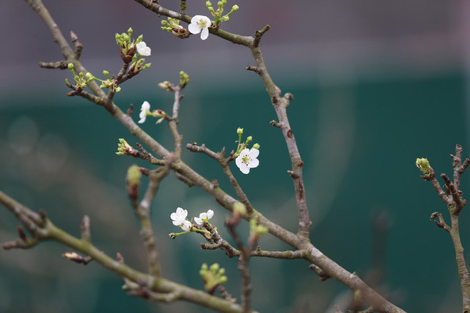 Dịp sau Tết Nguyên đán 2019, hoa lê rừng lấy từ các vùng như Lào Cai, Hà Giang, Cao Bằng, Lạng Sơn trở thành mặt hàng hút khách tại Hà Nội. Ảnh: Nhịp sống kinh tế.