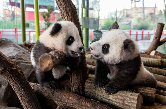 Gấu trúc con chơi đùa với nhau trong vườn thú ở thành phố Berlin, Đức. (Nguồn Guardian)