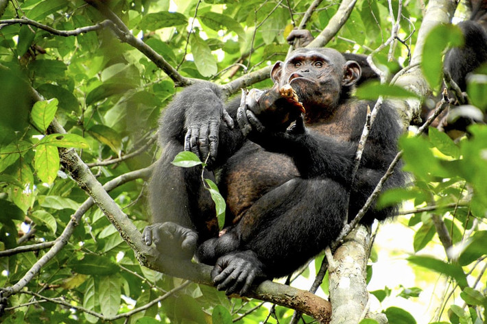Tinh tinh ngồi trên cây ăn thịt rùa trong vườn quốc gia Loango ở Gabon. (Nguồn Guardian)