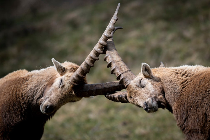 Cặp dê núi quyết chiến gần ngôi làng Pontresina ở Grisons, Thụy Sĩ. (Nguồn Guardian)