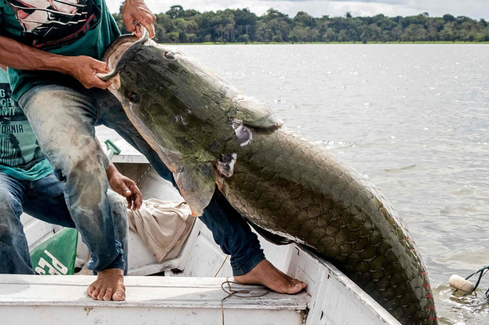 Ngư dân bắt được cá hải tượng khổng lồ trong khu bảo tồn Amana ở bang Amazonas, Brazil. (Nguồn Guardian)