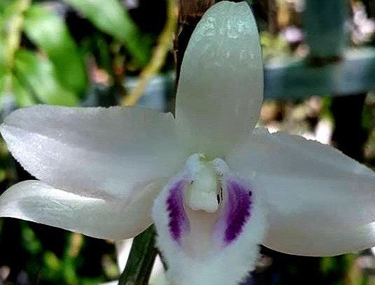 Điều đặc biệt ở giò lan này là khi nở bông hoa có 5 cánh màu trắng, cánh chính giữa của bông hoa có màu phớt tím. Ảnh: Baonghean.