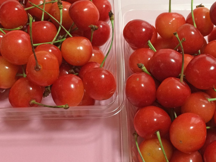 Trong số các loại cherry tại Nhật Bản thì cherry Sato Nishiki có vị ngọt như mía lùi là phổ biến nhất. Ảnh: Geo.