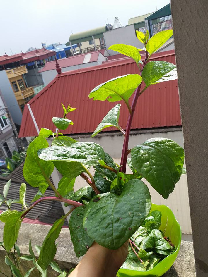 Lá mồng tơi dày, mọc xen. Ảnh: FB Hoàng Hương.