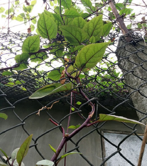 Trong khi mồng tơi phổ biến ở nước ta có phiến lá nhỏ, thân và lá màu xanh nhạt thì mồng tơi tím có thân, gân lá màu tím đỏ. Ảnh: Dân Việt.