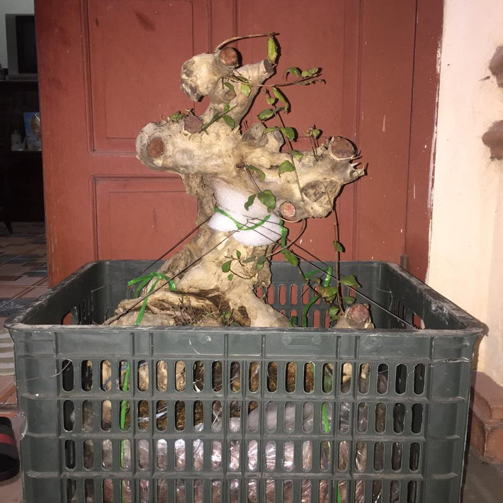 Gốc bằng lăng tím được uốn thành dáng núi độc đáo. Ảnh: FB Tuấn Hà bonsai.