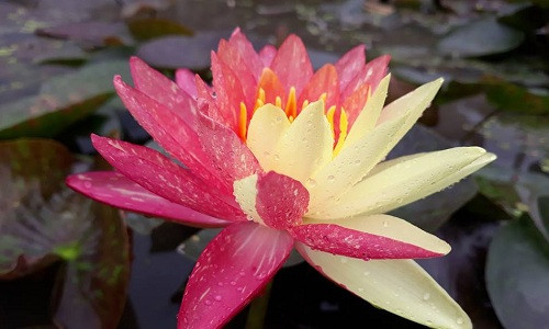 Hoa súng Thái Lan có hai dạng hoa đơn và hoa kép. Ảnh: FB Hoa Súng Khải Hường.