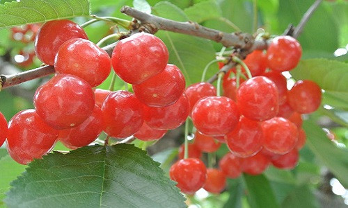 Mùa thu hoạch cherry Sato Nishiki là từ tháng 5 đến tháng 7. Mỗi mùa hè, tỉnh Yamagata cung cấp 70% sản lượng cherry cho cả nước. Ảnh: Globalfruit.