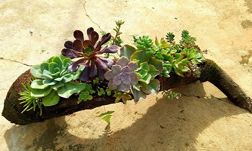 Để cây không bị thối, cần đảm bảo việc thoát nước tốt.