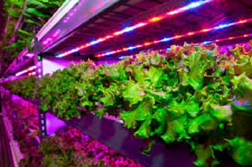 Đây là dự án liên doanh giữa hãng nông nghiệp công nghệ cao Mỹ Crop One Holdings và nhà cung cấp suất ăn hàng không Emirates Flight Catering.