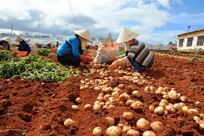 Khi đi mua, người tiêu dùng chỉ cần dùng móng tay cào nhẹ lớp vỏ ngoài của củ khoai tây, nếu vỏ dễ bong tróc là khoai Đà Lạt, còn vỏ khó bong là khoai Trung Quốc. Ảnh: Nongnghiep.
