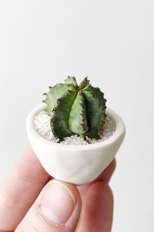 Herbie Mini & Cactus Mini: Những cây xương rồng của Joanna khiến nhiều người bất ngờ với kích thước của chúng chỉ từ 2-4cm bao gồm cả chậu. Ưu điểm của loại cây có giá khoảng 300 nghìn đồng này là nếu quên tưới nước cả tháng nó cũng không bị héo.