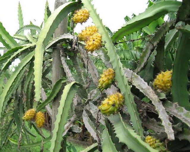 Thanh long vàng có nguồn gốc từ châu Mỹ như Ecuador, Colombia, song cũng dần được trồng tại khu vực Đông Nam Á, đặc biệt là Malaysia. Ảnh: Specialtyproduce.