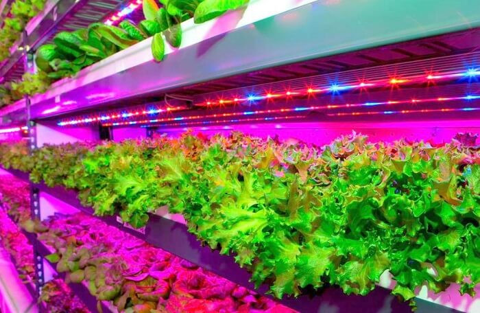Crop One cho biết, trang trại rau này sẽ kết hợp giữa nguồn năng lượng tái tạo và các dịch vụ tiện ích.