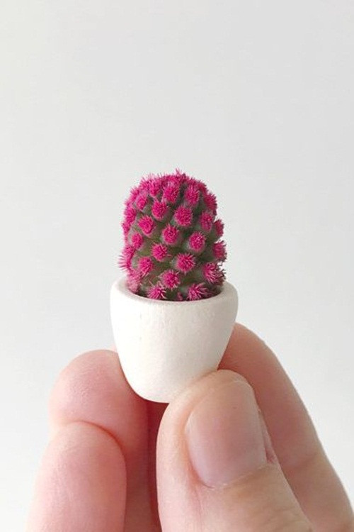 Rosita Mini & Cactus Mini có giá tương tự tạo ấn tượng với mọi người nhờ những mầm màu đỏ tươi, hoặc những chiếc gai vàng sẽ khiến cho căn phòng của bạn thêm màu sắc và tươi mới.