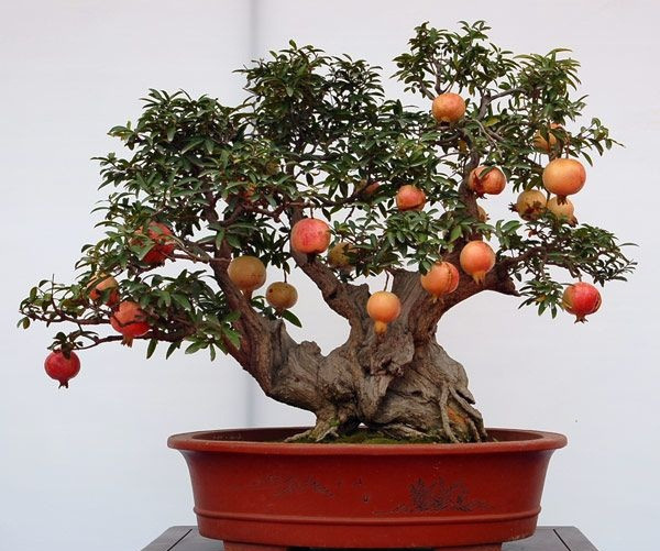 Lựu bonsai đẹp mắt với thân gỗ xù xì, cổ kính. Ảnh: 163.