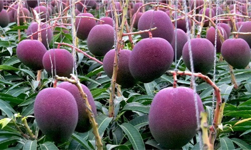 Taiyou no tamago là một trong những giống xoài đắt nhất thế giới đến từ Miyazaki, Nhật Bản.