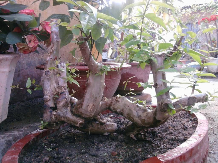 Bằng lăng dáng rừng mang đến một tuyệt tác đẹp xiêu lòng. Ảnh: Caycanhvietnam.