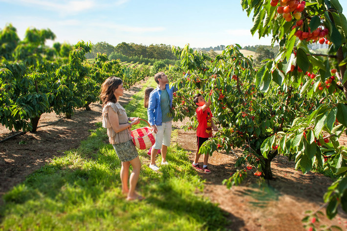 Nằm trong thung lũng Yarra (Australaia), nông trại cherry Cherryhill Orchards nổi tiếng với những trái anh đào ngon nhất thế giới. Ảnh: Gobeyondmelbourne.