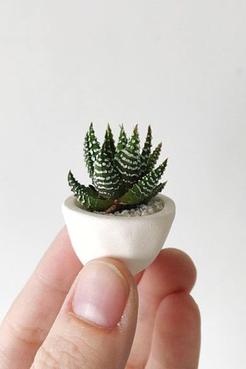 Nếu thích một cây xương rồng mọng nước và có vẻ ướt át thì đây sẽ là lựa chọn dành cho bạn. Loại cây này có thể tìm được ở một số cửa hàng.