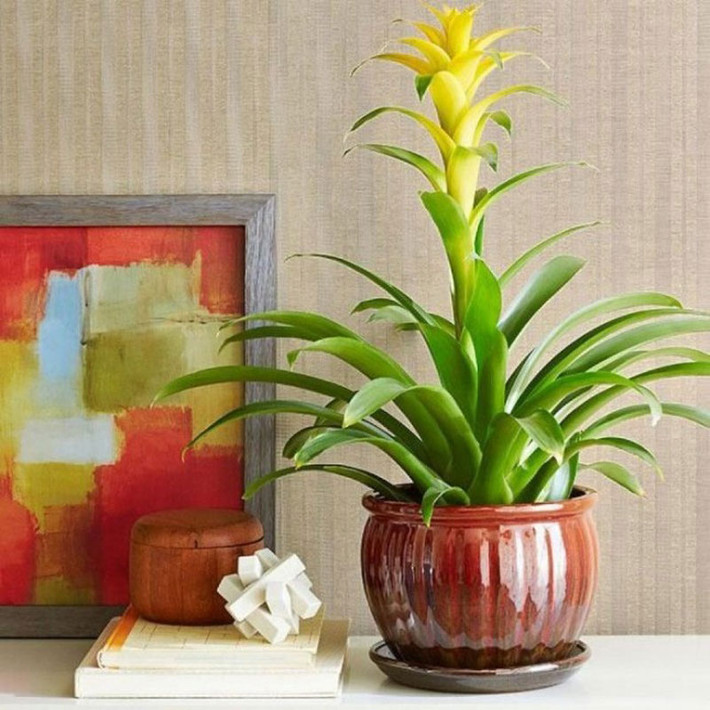 Chậu dứa cảnh nến ở quầy tiếp tân, bàn làm việc, phòng khách, phòng học, phòng ăn…Ảnh: FB Dream Garden.