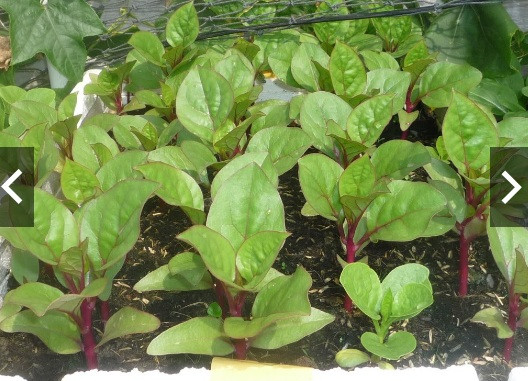 Mỗi gói hạt giống mồng tơi tím được rao bán trên mạng với giá 35.000 đồng. Ảnh: Shopee.
