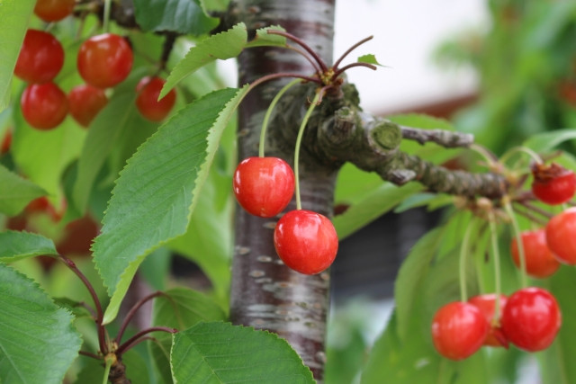 Eisuke Sato phải mất 16 năm miệt mài nghiên cứu lai tạo giống để có được giống cherry Sato Nishiki như ngày hôm nay. Ảnh: Furusato-go.